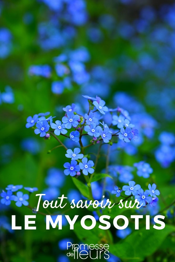 myosotis-semer et planter