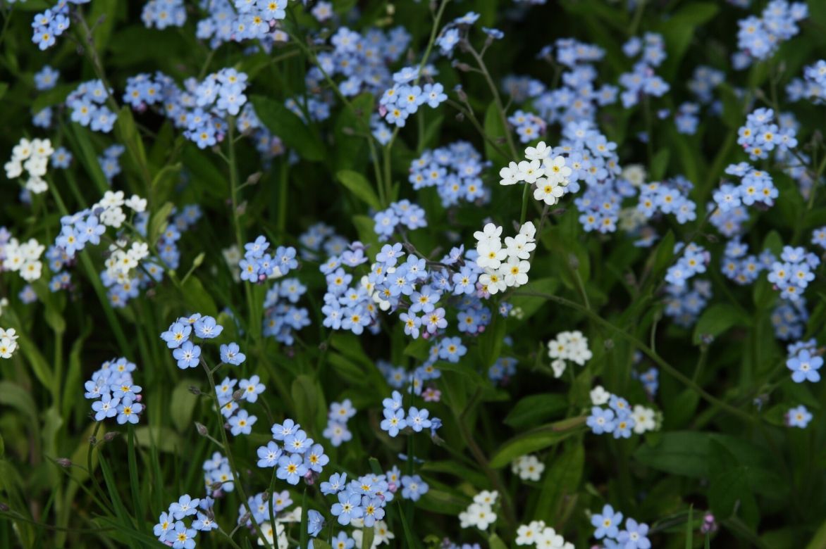 myosotis