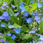 Omphalodes : plantation, culture et entretien