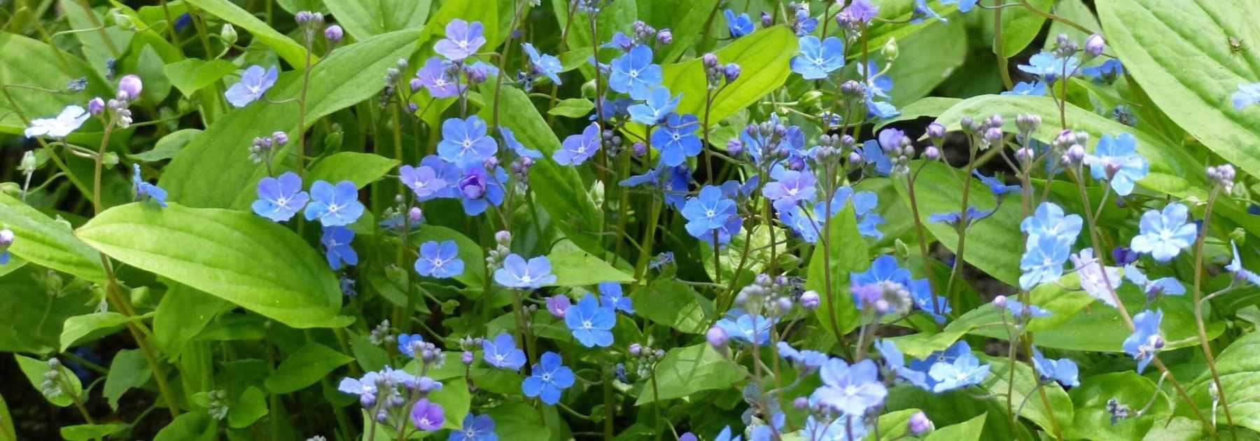 Omphalodes : plantation, culture et entretien