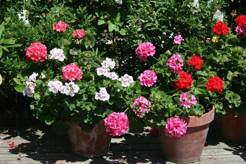 entretien pelargonium