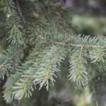 Pin Douglas, Pseudotsuga : planter, tailler et entretenir