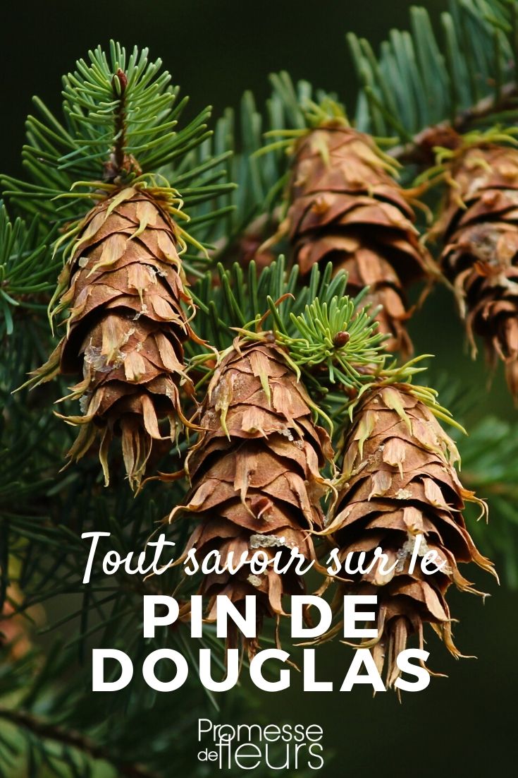 pseudotsuga menziesii tout savoir