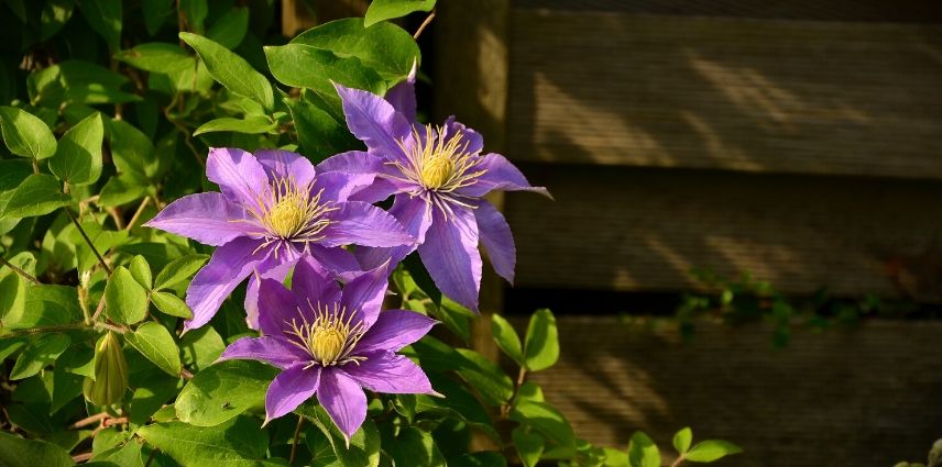 Une haie fleurie pour sublimer sa clôture en panneaux rigides