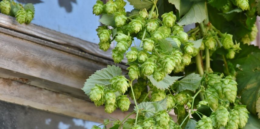 houblon