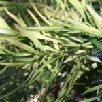 Podocarpus : planter, tailler et entretenir