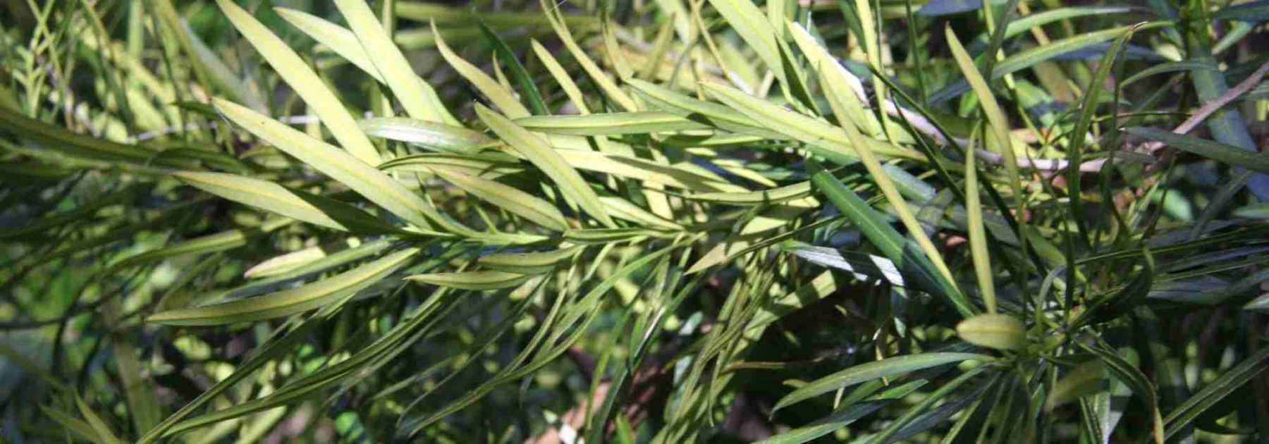 Podocarpus : planter, tailler et entretenir