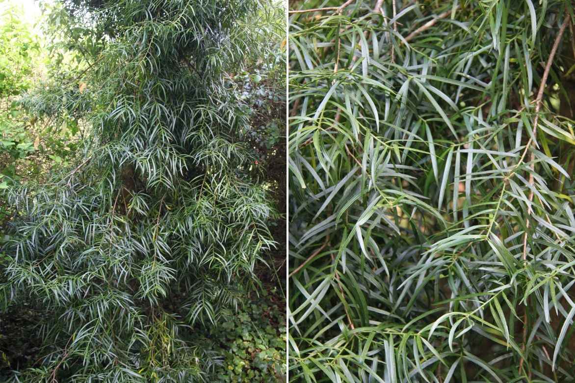 podocarpus