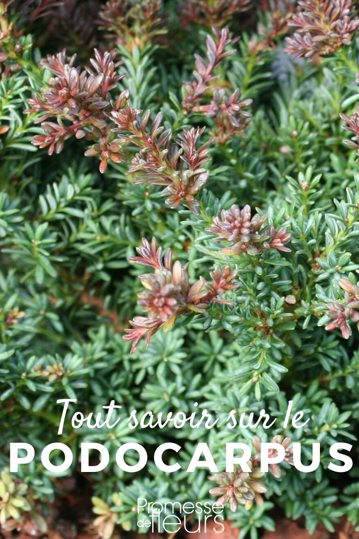 podocarpus tout savoir