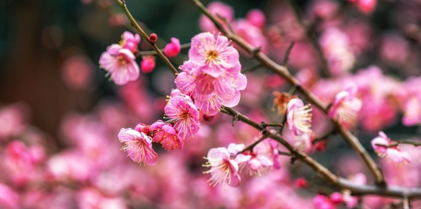 prunus mume beni-chidori