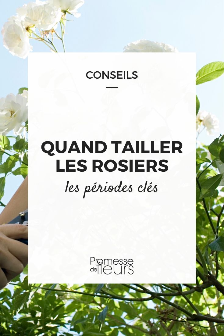 taille des rosiers : le meilleur moment