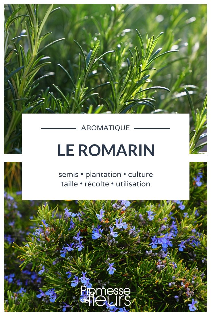 Huile Essentielle Bio - Romarin officinale - La Ferme de l'Ours