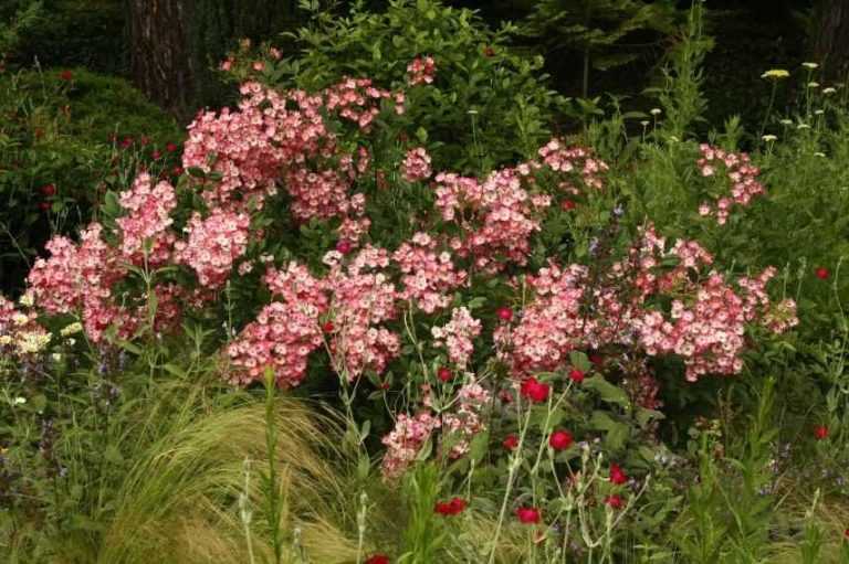 Quand et comment tailler les rosiers buissons et arbustes