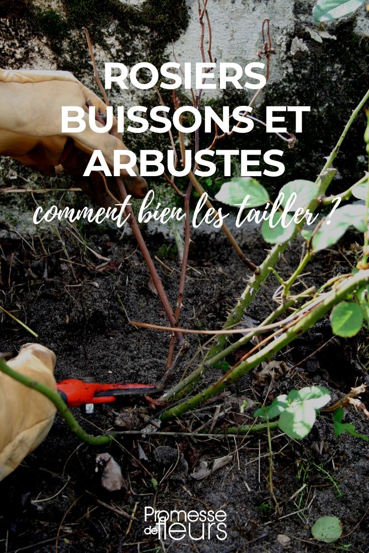 taille des rosiers buissons et arbustes