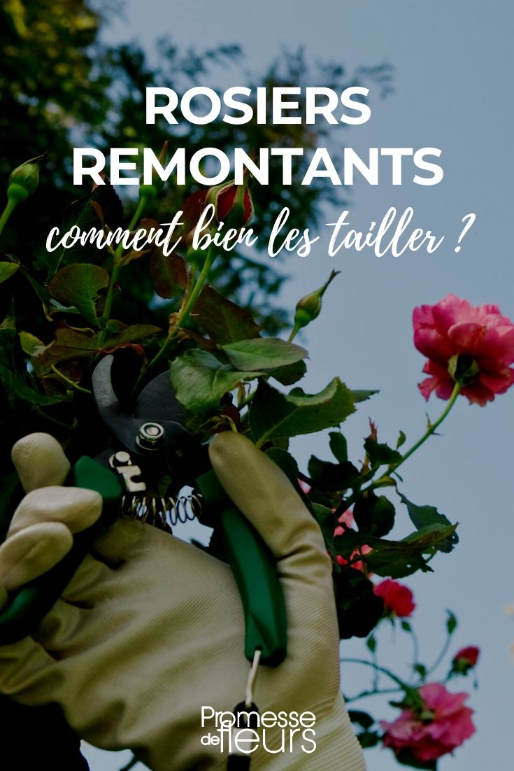 taille des rosiers remontants