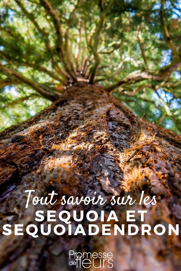 sequoia et sequoiadendron tout savoir