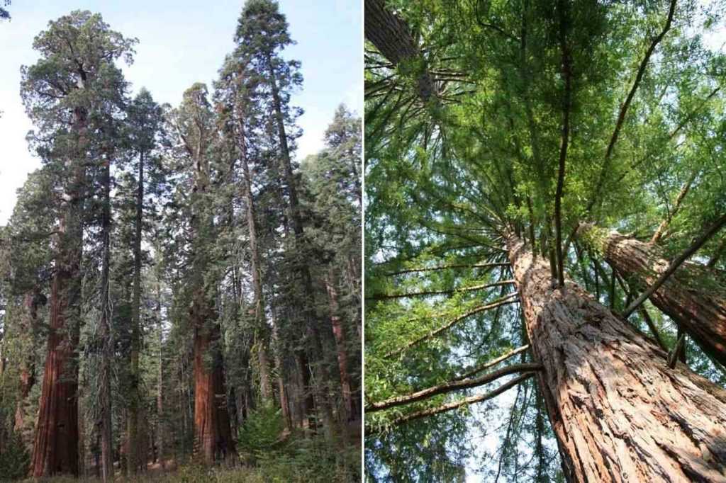 Sequoias et Sequoiadendrons : planter, tailler et entretenir - Nos conseils