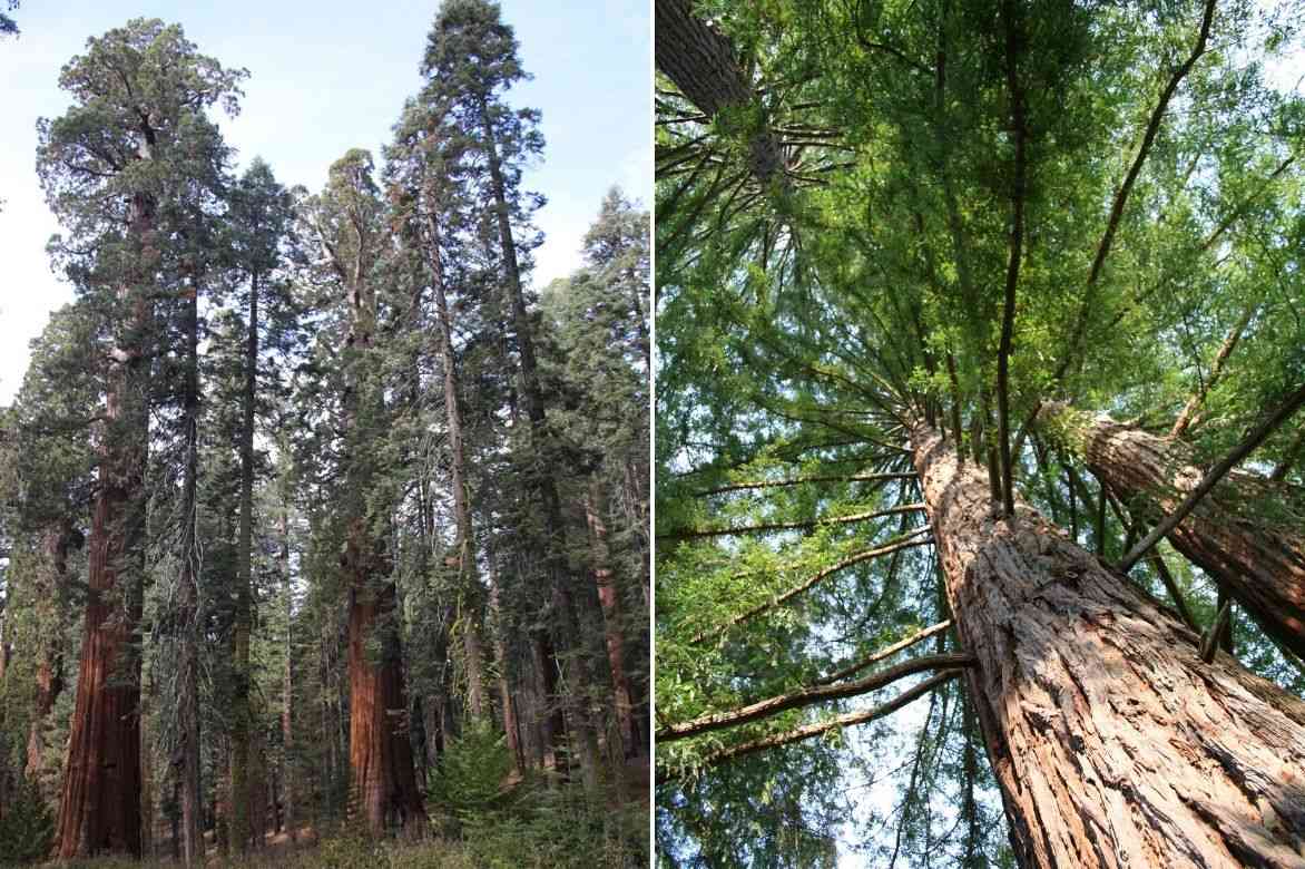 sequoiadendron