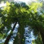 Sequoias et Sequoiadendrons : planter, tailler et entretenir