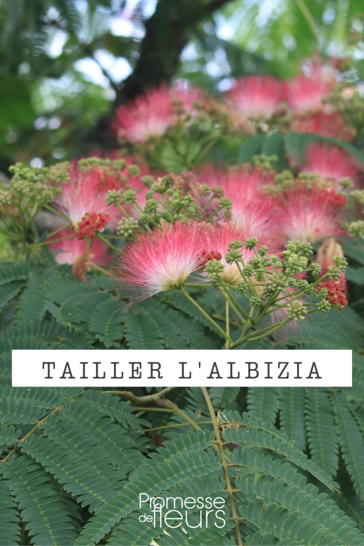 Taille de l'albizia