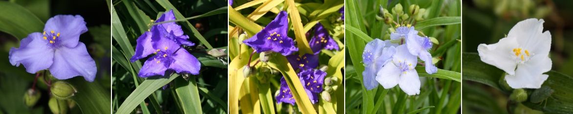 tradescantia virginiana