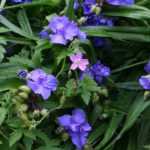 Ephémères de Virginie, Tradescantia virginiana : planter et entretenir