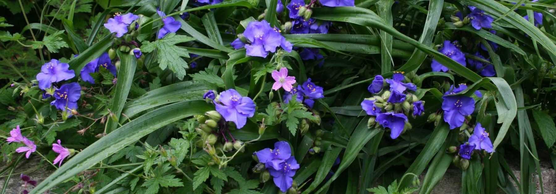 Ephémères de Virginie, Tradescantia virginiana : planter et entretenir