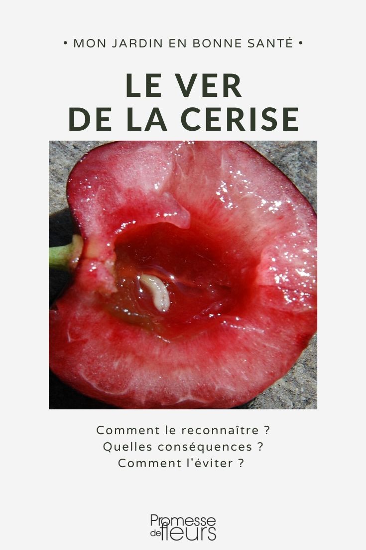 Piéger les mouches de la cerise avec un piège bio