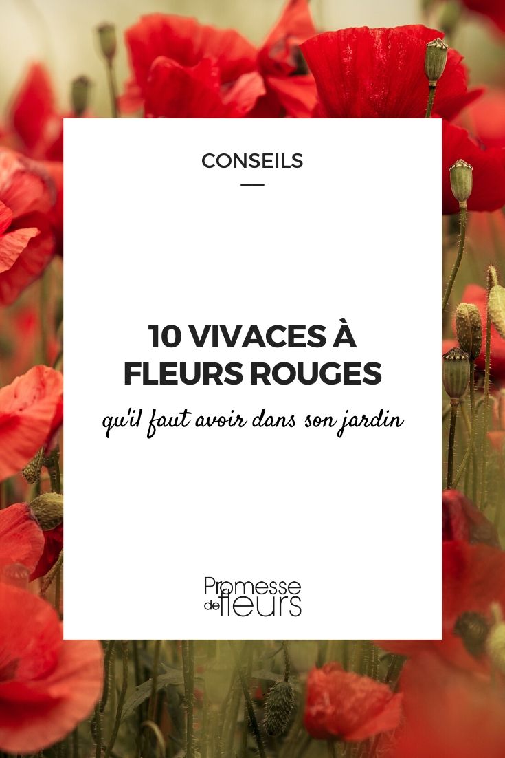 fleurs rouges : 10 vivaces qu'il faut avoir dans son jardin - Notre  sélection
