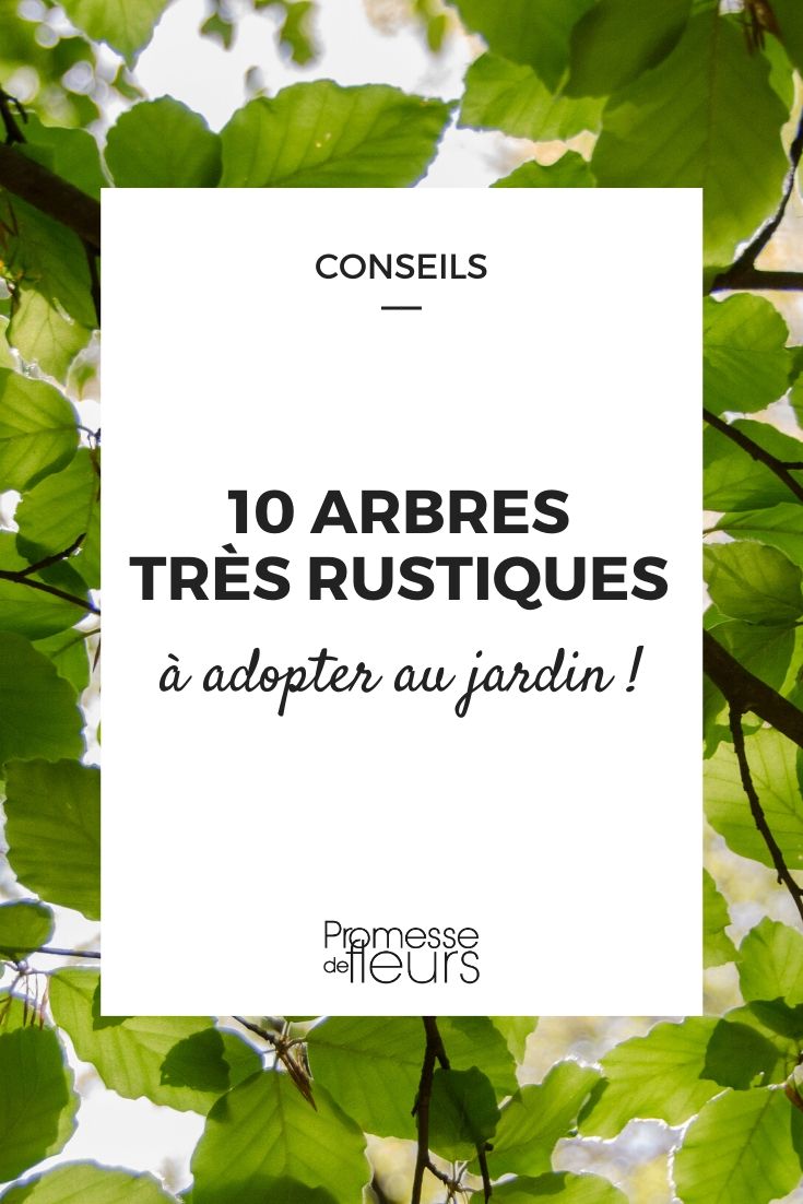 Acheter Copeaux de bois dur d'arbres feuillus