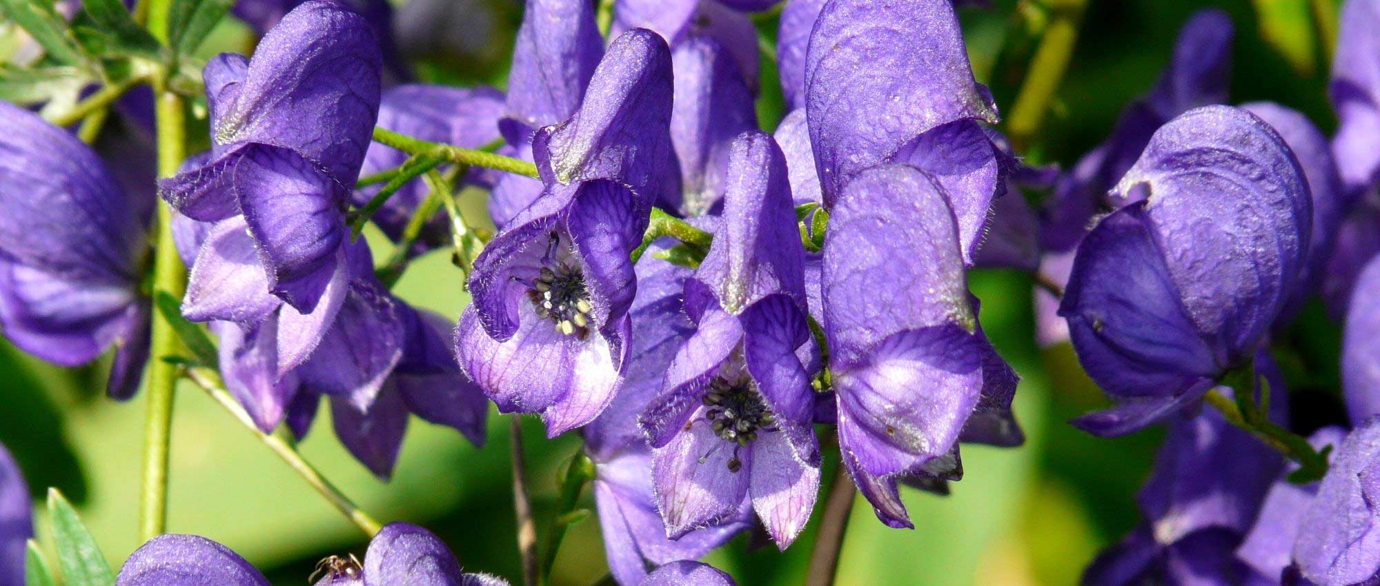 Aconit : 7 idées pour l'associer au jardin