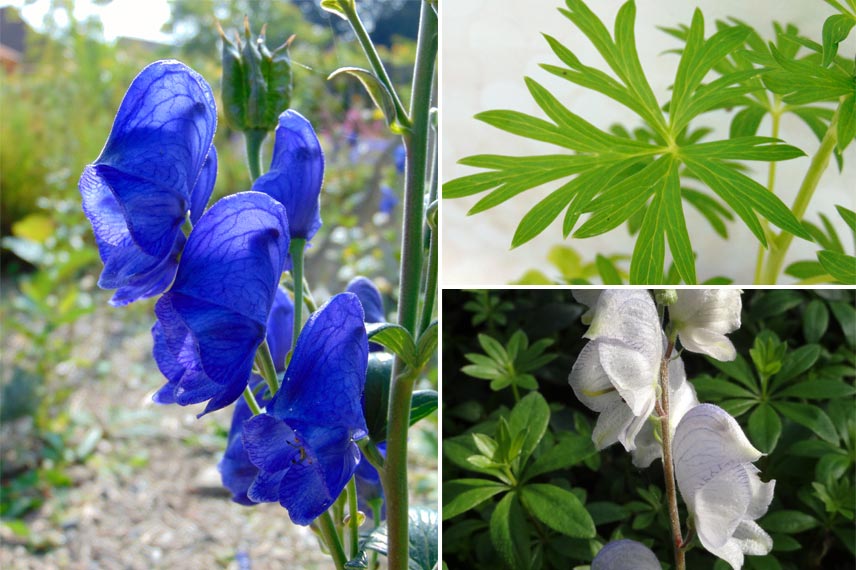 Descubra 48 kuva plante toxique violette - Thptnganamst.edu.vn