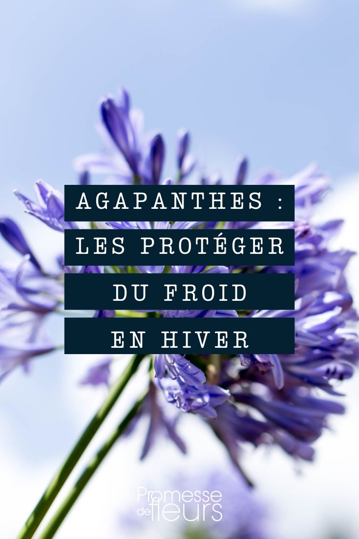 Agapanthe : comment les protéger du gel