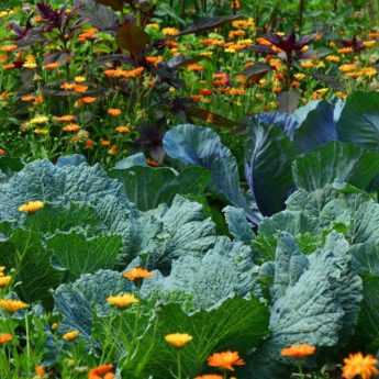 Engrais pour jardin : comment bien le choisir ?