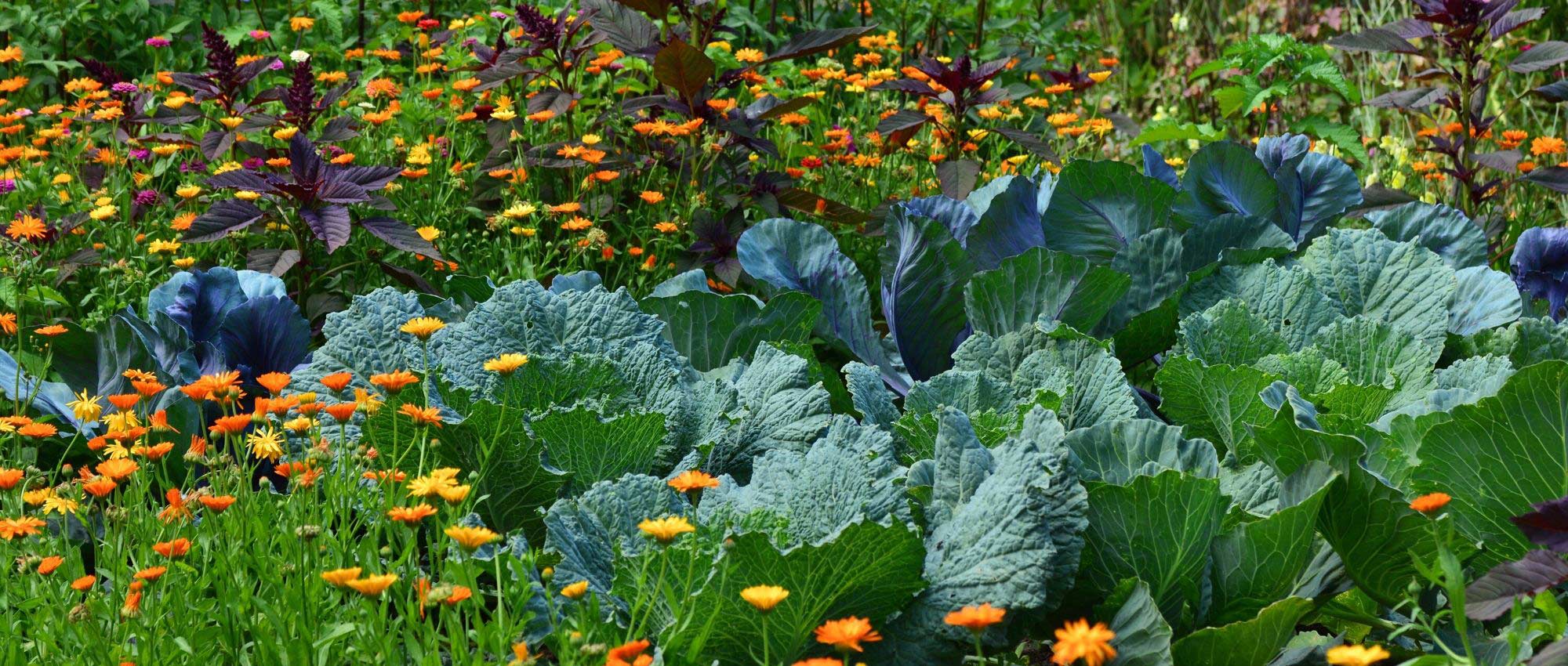 Corne broyée véritable pour jardin. Comptoir des Jardins