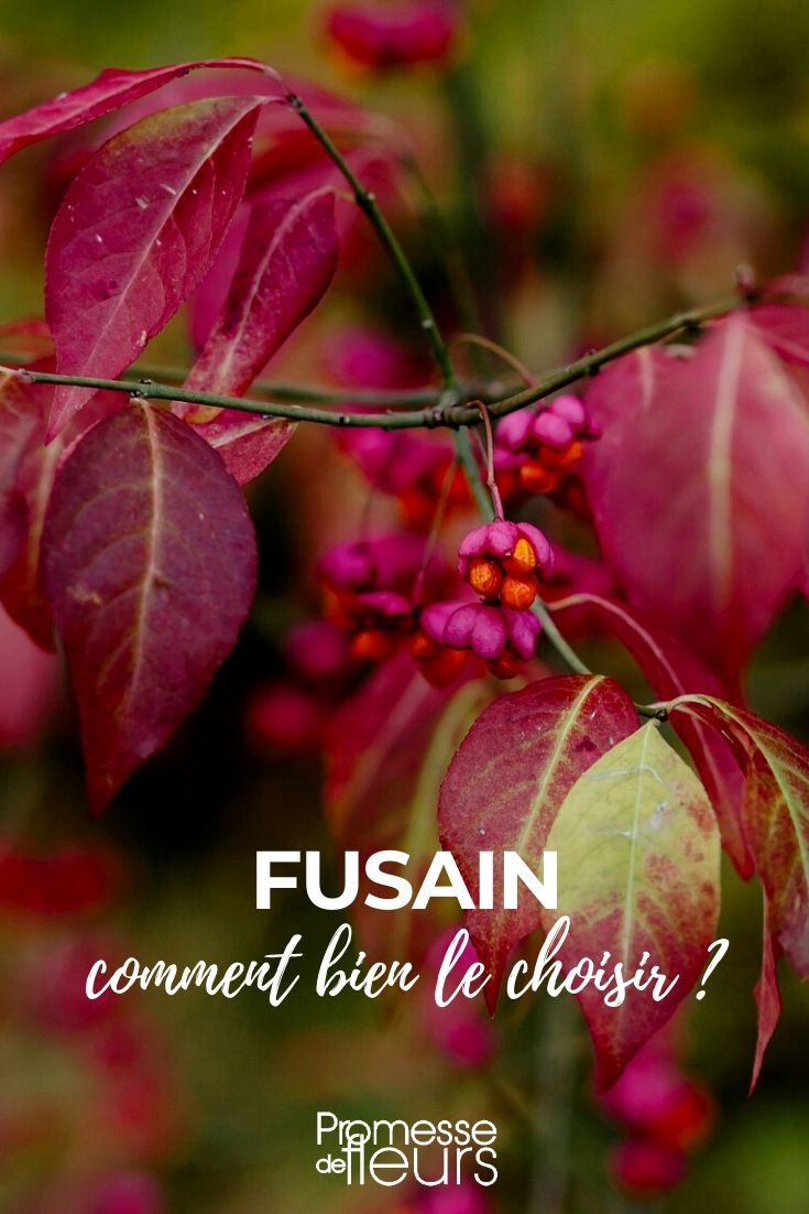 Fusain : guide d'achat