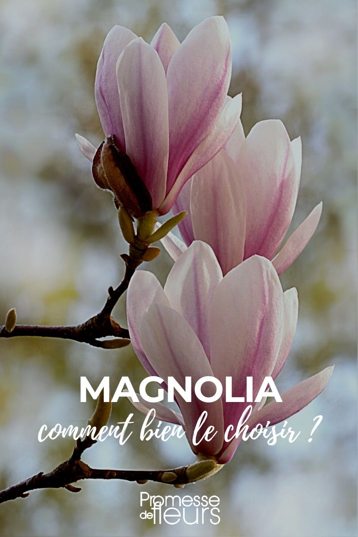 Magnolia : bien le choisir