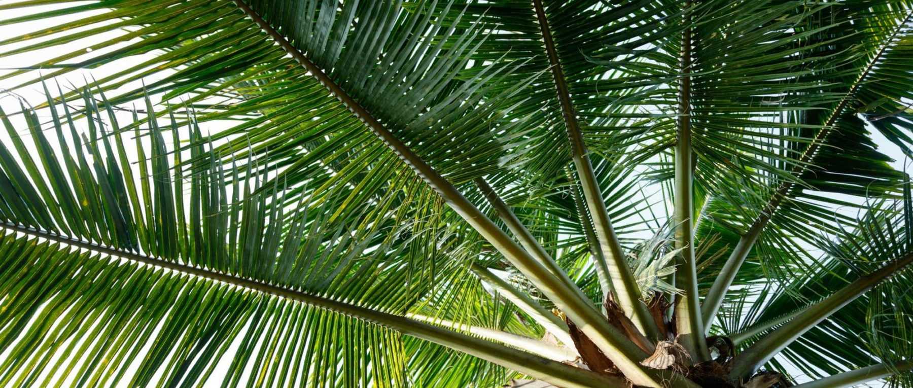Acheter des palmiers?