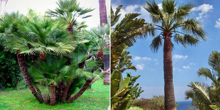 Plante de jardin du mois de Septembre: les Palmiers d'extérieur