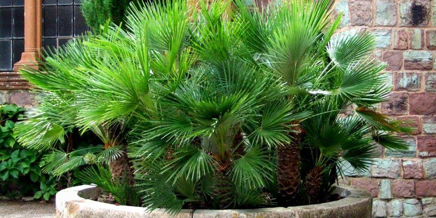 Palmiers : lequel choisir pour mon jardin ? Nos conseils