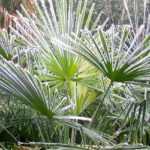 Palmier : comment le protéger en hiver ?