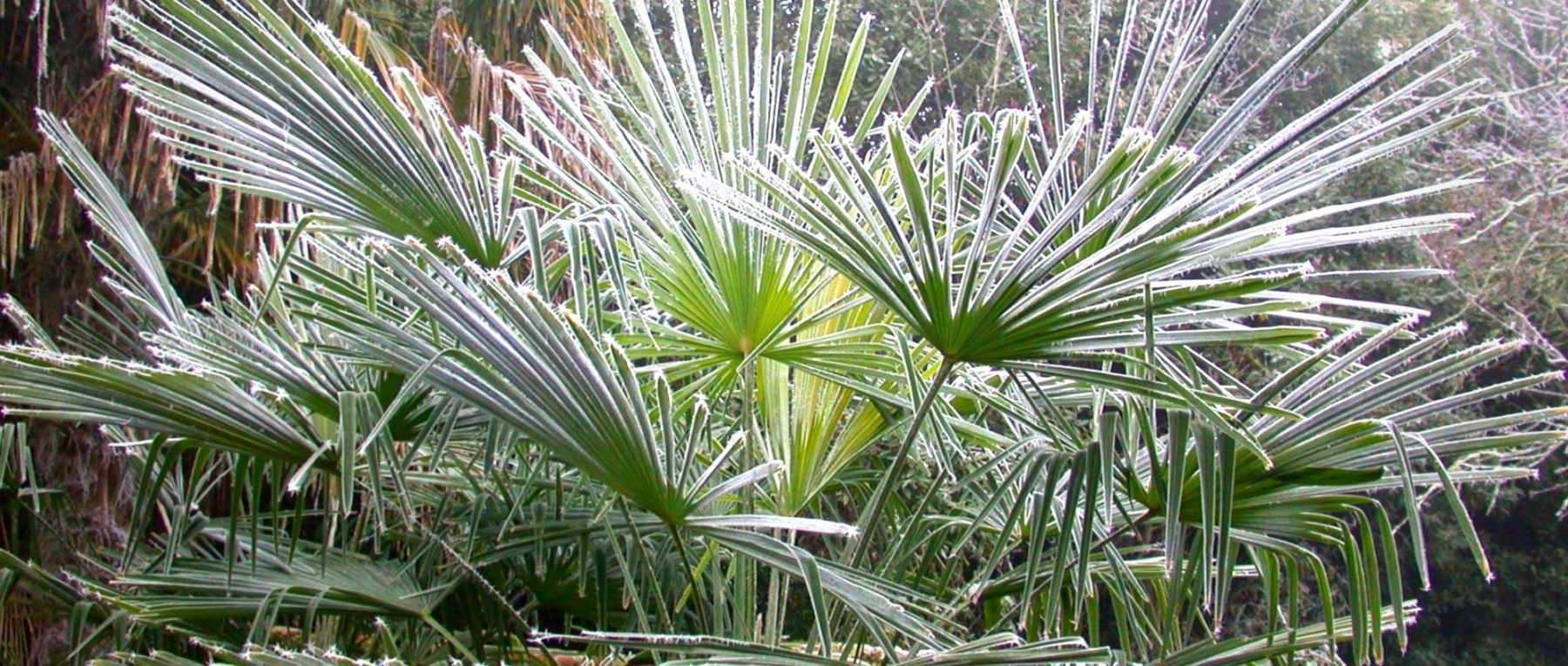 Plan de construction pour l'abri hivernal d'un palmier, Hivernage palmier