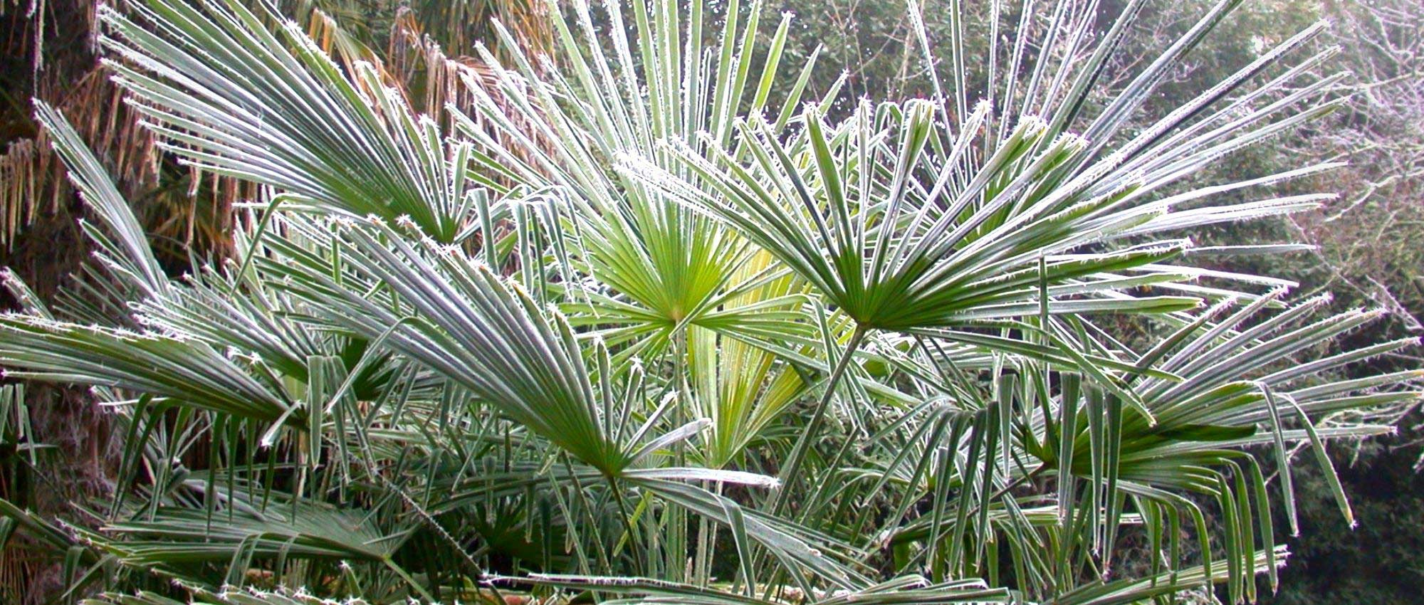 Plante de jardin du mois de Septembre: les Palmiers d'extérieur