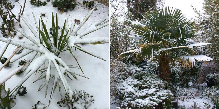 DEWUR Protection hivernale pour Les Racines des Palmiers