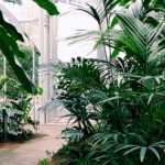 Palmier en pot : 7 espèces remarquables en intérieur