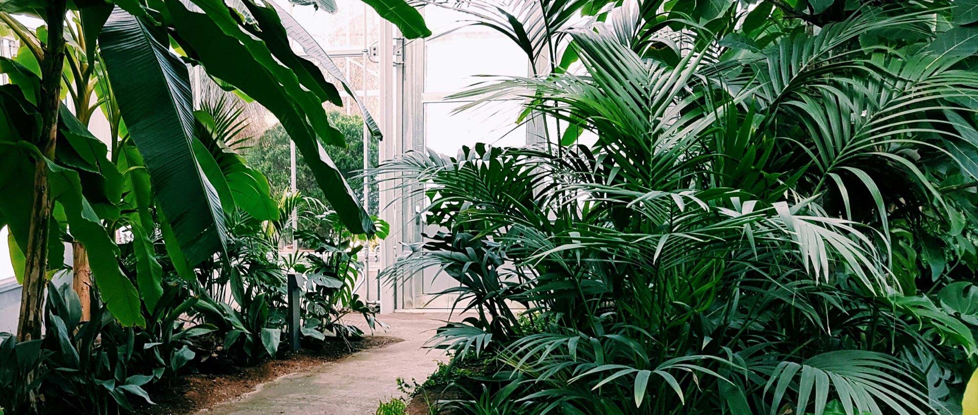 Palmier marcheur ou palmier à échasses - Jardinerie du théâtre