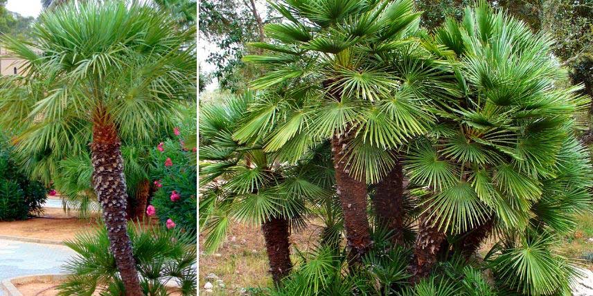 Le palmier Chamaerops humilis