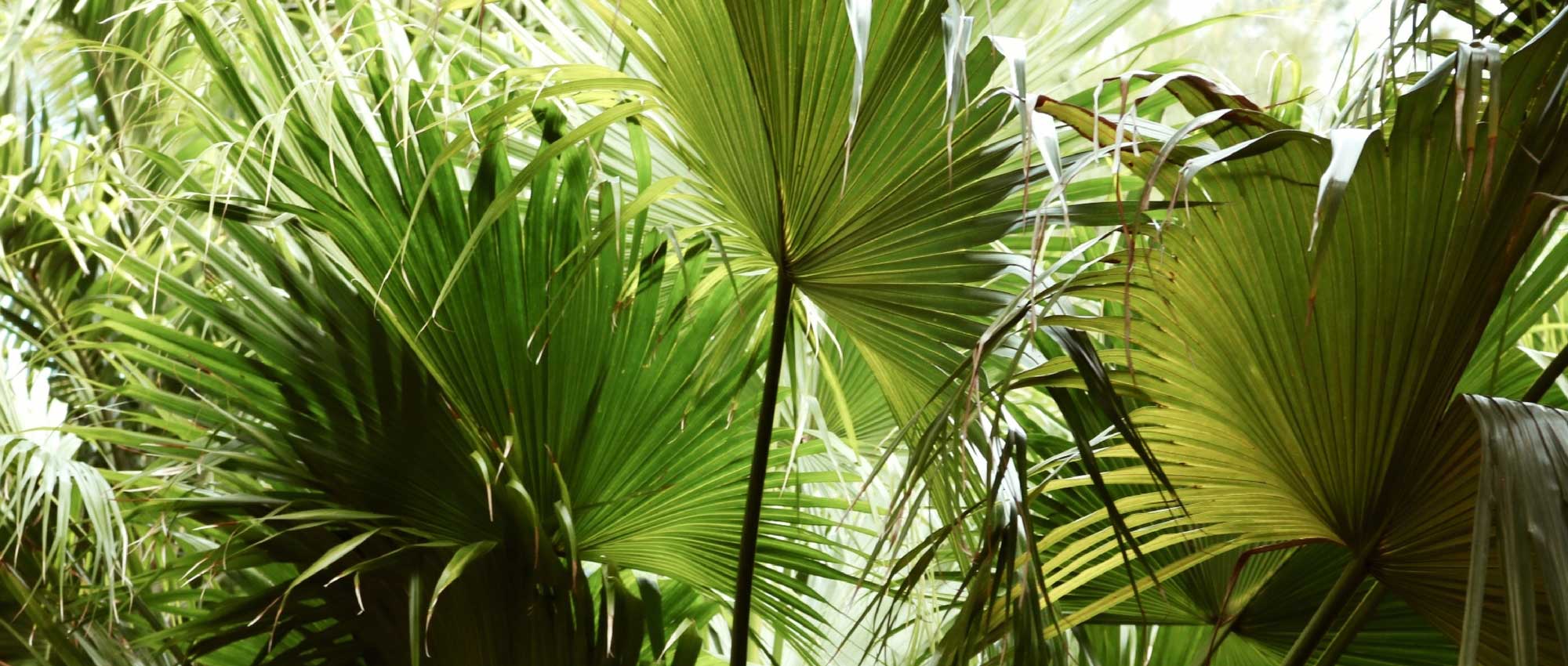 7 palmiers rustiques à planter partout en France ou presque