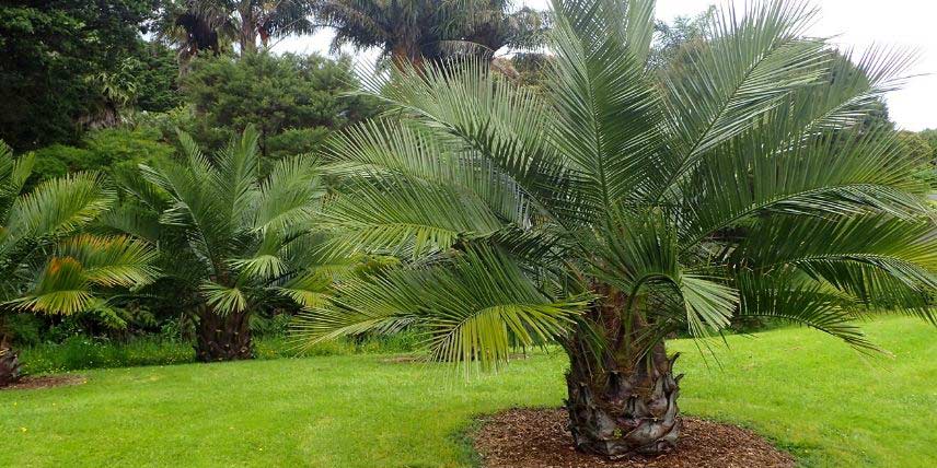 Le Cocotier du Chili, Jubaea chilensis