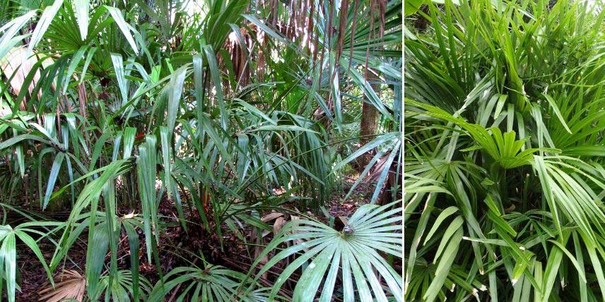 Le palmier Rhapidophyllum hystrix